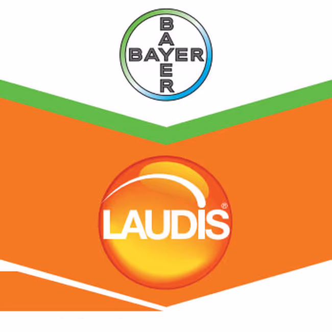 LAUDIS WG