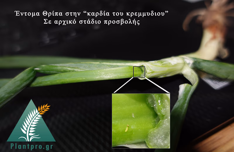 θρίπας στο κρεμμύδι θρίπας